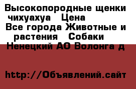 Высокопородные щенки чихуахуа › Цена ­ 25 000 - Все города Животные и растения » Собаки   . Ненецкий АО,Волонга д.